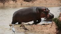 Namibia - Pirschfahrt im Okonjati-Wildreservat