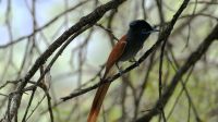 Namibia - Pirschfahrt im Okonjati-Wildreservat