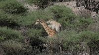Namibia - Pirschfahrt im Okonjati-Wildreservat