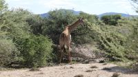 Namibia - Pirschfahrt im Okonjati-Wildreservat