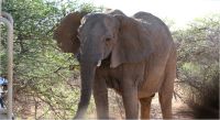 Namibia - Pirschfahrt im Okonjati-Wildreservat