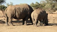 Namibia - Pirschfahrt im Okonjati-Wildreservat
