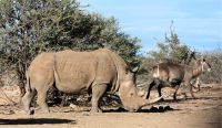 Namibia - Pirschfahrt im Okonjati-Wildreservat