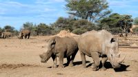 Namibia - Pirschfahrt im Okonjati-Wildreservat