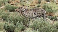Namibia - Pirschfahrt im grünen Etosha - Geparden-Familie