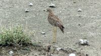Namibia - Pirschfahrt im grünen Etosha - Kaptriel