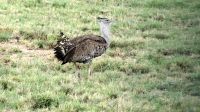 Namibia - Pirschfahrt im grünen Etosha - Riesentrappe