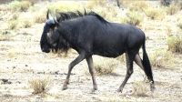 Namibia - Pirschfahrt im grünen Etosha - nasses Streifengnu