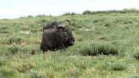Namibia - Pirschfahrt im grünen Etosha - relaxtes Streifengnu
