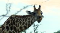 Namibia - Pirschfahrt im grünen Etosha
