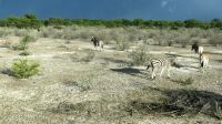 Namibia - Pirschfahrt im grünen Etosha
