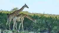 Namibia - Pirschfahrt im grünen Etosha