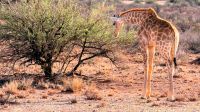 Namibia - Pirschfahrt in der Kalahari - Webervogelnest