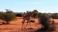 Namibia - Pirschfahrt in der Kalahari 