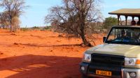 Namibia - Pirschfahrt in der Kalahari 
