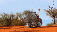 Namibia - Pirschfahrt in der Kalahari