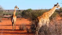Namibia - Pirschfahrt in der Kalahari