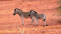 Namibia - Pirschfahrt in der Kalahari
