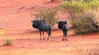 Namibia - Pirschfahrt in der Kalahari