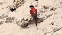 Namibia - Scharlachspint