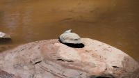 Namibia - Schildkröten in der Wüste