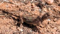 Namibia - Wanderung am Mount Etjo