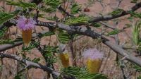 Namibia - Wanderung am Mount Etjo