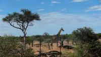 Namibia - auf zum Mount Etjo
