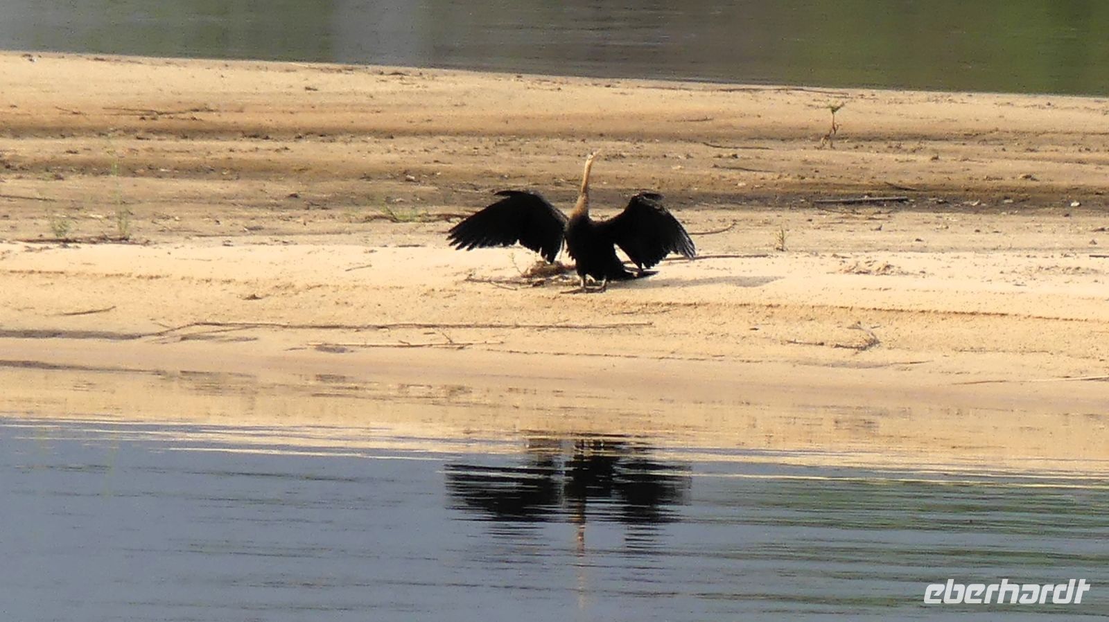 Namibia - faszinierende Vogelwelt am Okavango - Schlangenhalsvogel