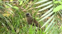 Namibia - faszinierende Vogelwelt am Okavango