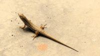 Namibia - kleine Echse als Mitbewohner