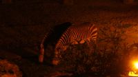 Namibia - nächtlicher Besuch in der Canyon Lodge