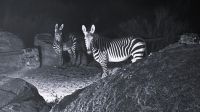 Namibia - nächtlicher Besuch in der Canyon Lodge