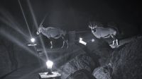 Namibia - nächtlicher Besuch in der Canyon Lodge