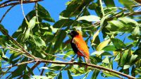 Namibia - unterwegs in die Kalahari - Rotbauchwürger