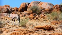 Namibia - unterwegs zur Canyon  Lodge am Fish River Canyon