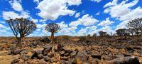 Namibia -Köcherbaumwald