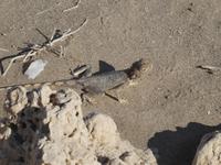 Namibia, Chamäleon