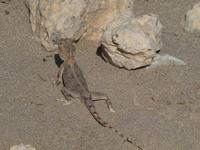 Namibia, Chamäleon
