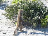 Namibia, Etoscha NP, Erdmännchen