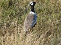 Namibia, Etoscha NP