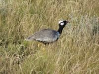 Namibia, Etoscha NP