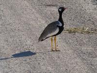 Namibia, Etoscha NP