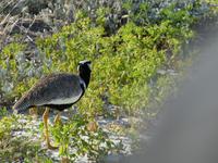 Namibia, Etoscha NP
