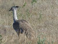 Namibia, Etoscha NP