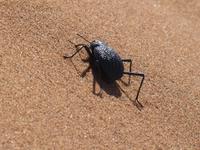 Namibia, Sossusvlei, Mamadüne