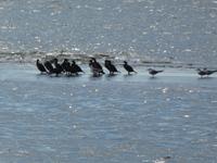 Namibia, Walvis Bay