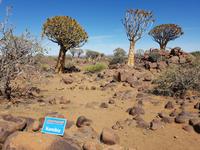 Namibia, bei den Köcherbäumen