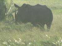 Nashorn