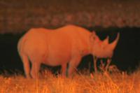 Nashorn